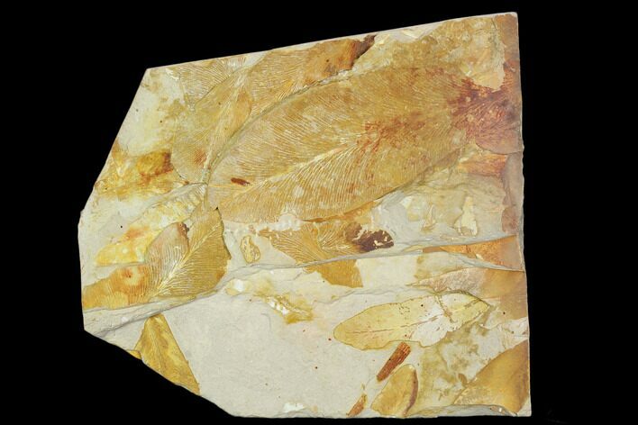 Fossil Seed Fern (Glossopteris) Plate - Australia #129617